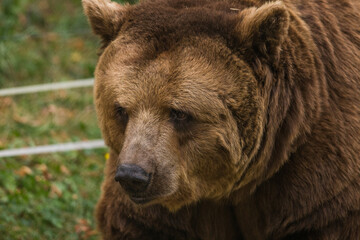 Fototapeta premium Brown bear
