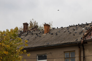 A group of gray pigeons are sitting on the roof of an old house