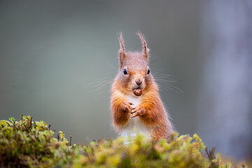 A Red Squirrel stood on the ground eating a nut. Taken in Scotland, UK
