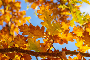 Fototapeta premium Yellow autumn leaves and branches against a blue sky. Bright golden oak leaves in autumn, space for copying. Autumn background of nature.