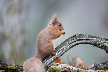 Naklejka na ściany i meble A Red Squirrel sat on a piece of wood eating a nut. Taken in Scotland, UK