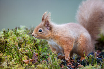 Naklejka na ściany i meble A Red Squirrel foraging for food on the ground. Taken in Scotland