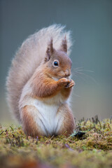 A Red Squirrel standing on the ground eating a nut. Taken in Scotland