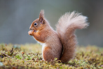 Naklejka na ściany i meble A red squirrel standing on the ground eating a nut. Taken in Scotland