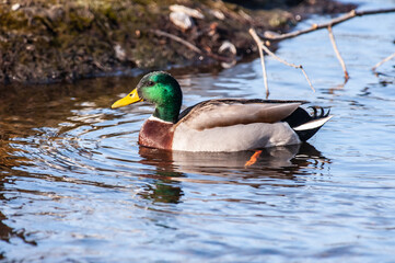 Fototapeta premium Male Mallard (Mallard Anas platyrhynchos) in full breeding colors