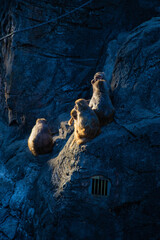 動物園の猿山の猿たち