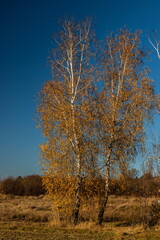 Birch crown with yellow leaves against the blue sky. Autumn tree. Autumn
