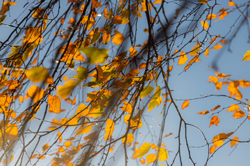 Birch crown with yellow leaves against the blue sky. Autumn tree. Autumn