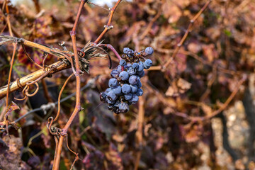 A bunch of ripe dry grapes close up among colorful leaves. Selective focus.