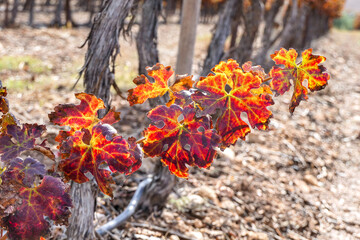 Grape vines with colorful autumn leaves closeup in a vineyard. Selective focus