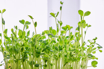 発芽した豆苗　みずやり　家庭菜園