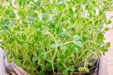 発芽した豆苗　みずやり　家庭菜園