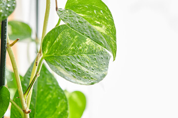 部屋の中の観葉植物　水やり　観葉植物　葉っぱ　ポトス