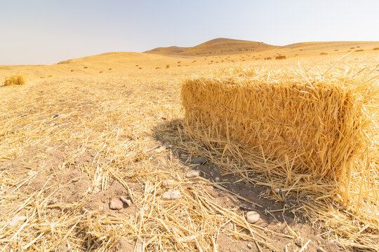 Straw bale. Bale of straw in the newly harvested grain field.