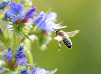 A bee collects honey on blue flowers