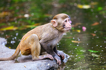 A monkey drinks water in a pond in a park