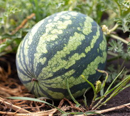 A ripe watermelon lies on the ground in summer.