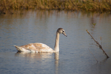 Swan on rippled lake closeup view with autumnal background
