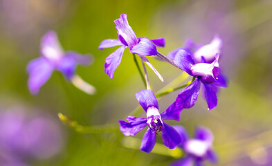 Beautiful blue flowers in the summer park.