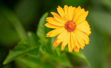 Beautiful yellow flowers in the summer park.
