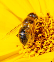 Close-up of a bee on a yellow flower.