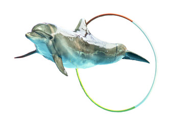 Dolphin jumping over a hoop isolated on a white background.