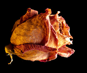 Dried rose isolated on black