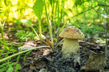 Edible mushroom grows in the forest.