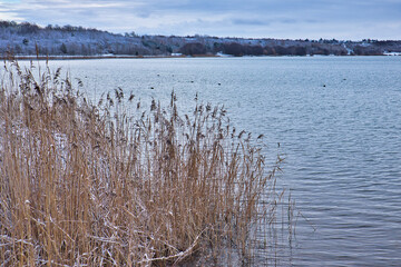 Ufer mit Schilf am Markkleeberger See im Winter mit Schnee, Markkleeberg bei Leipzig, Sachsen, Deutschland