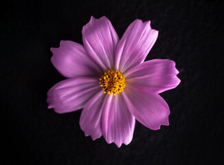 One flower on black background. Close up.