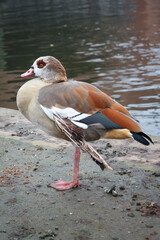 Nilgans am Wasser in Frankfurt