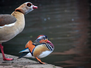 Mandarinente und Nilgans in Frankfurt