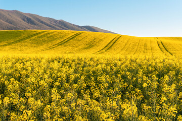 Obraz premium Just spring in fields