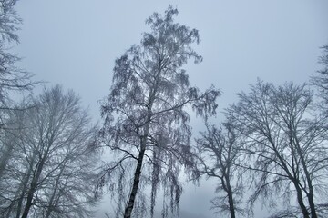 Fototapeta na wymiar Frozen birch in winter fog