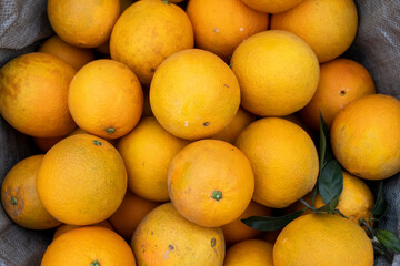 fresh oranges hanging in the orchard