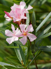 Nerium oleander | Laurier-rose ou oléandre, arbuste méditerranéen à fleurs aux pétales roses clair en forme de trompette en cymes au bout de rameaux au feuillage allongé et verticillé vert foncé