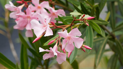 (Nerium oleander) Laurier-rose ou oléandre à fleurs roses en grappes à l'extrêmité de rameaux garnis de feuilles fusiformes vert-foncé au dessus et vert-pâle au dessous