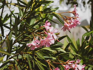 Nerium oleander - Laurier-rose ou oléandre à fleurs roses printanière en forme de trompette en...