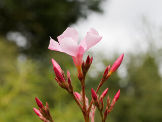 Nerium oleander - Gros plan sur une fleur rose dressée au sommet d'une tige de laurier-rose ou...