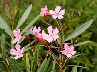(Nerium oleander)  Laurier-rose ou oléandre, arbuste méditerranéen à floraison ornementale rose...