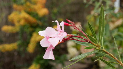 (Nerium oleander) Laurier-rose ou oléandre à fleurs roses en grappes à l'extrêmité de rameaux 