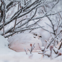 snow covered branches