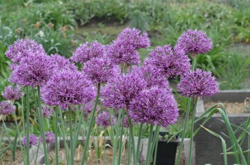 Fototapeta premium Blooming ornamental onion, scientific name Allium jesdianum, in the garden