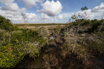 Everglades swamp
