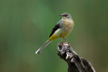 A grey wagtail, Motacilla cinerea, perched on a branch looking into copy space