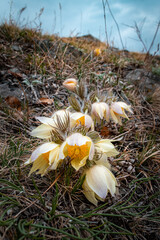 Pasque flower growing on a mountainside under a blue sky in spring