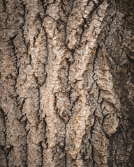 Close up of texture of a tree trunk