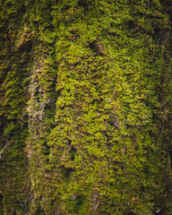 Texture of a tree trunk covered with moss