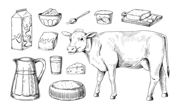 Dairy products. Hand drawn milk in bottle and cow. Farm yogurt in jug and jars. Organic butter and kefir glass. Cottage cheese and sour cream sketches. Vector natural food drawings set
