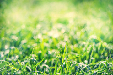 Morning dew.  Natural background of grass with drops of morning dew.